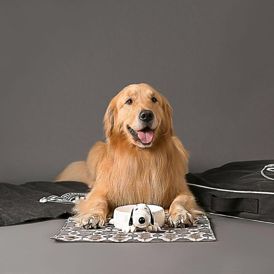 Comedouro Zooz para animal, de cor preto e branco, com o personagem em 3D, material de cerâmica o com interior em alumínio. Exibido num cão, em ambiente exterior.