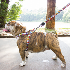 Trela Zooz ajustável, de padrão colorido e com figuras do snoopy.
Exibida num cão, em ambiente exterior.