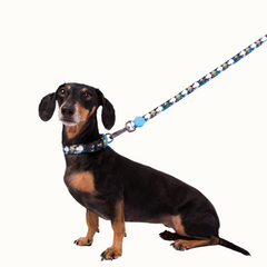 Trela Zooz ajustável, de padrão azul e preto, com figuras do snoopy e do Woodstock.
Exibida por um cão, sobre fundo branco.