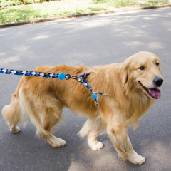 Trela Zooz ajustável, de padrão azul e preto, com figuras do snoopy e do Woodstock.
Exibida por um cão, em ambiente exterior.