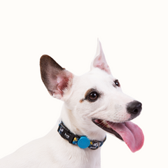 Coleira Zooz, em padrão azul e preto, com figuras do snoopy e o woodstock, em varios tamanhos. Exibido num cão de porte médio, sobre fundo branco.