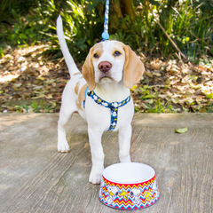 Arnês Zooz, em padrão azul e preto, com figuras do snoopy e do Woodstock, em vários tamanhos. Demonstrado em uso por um cão de porte pequeno-médio, exibido em ambiente exterior.