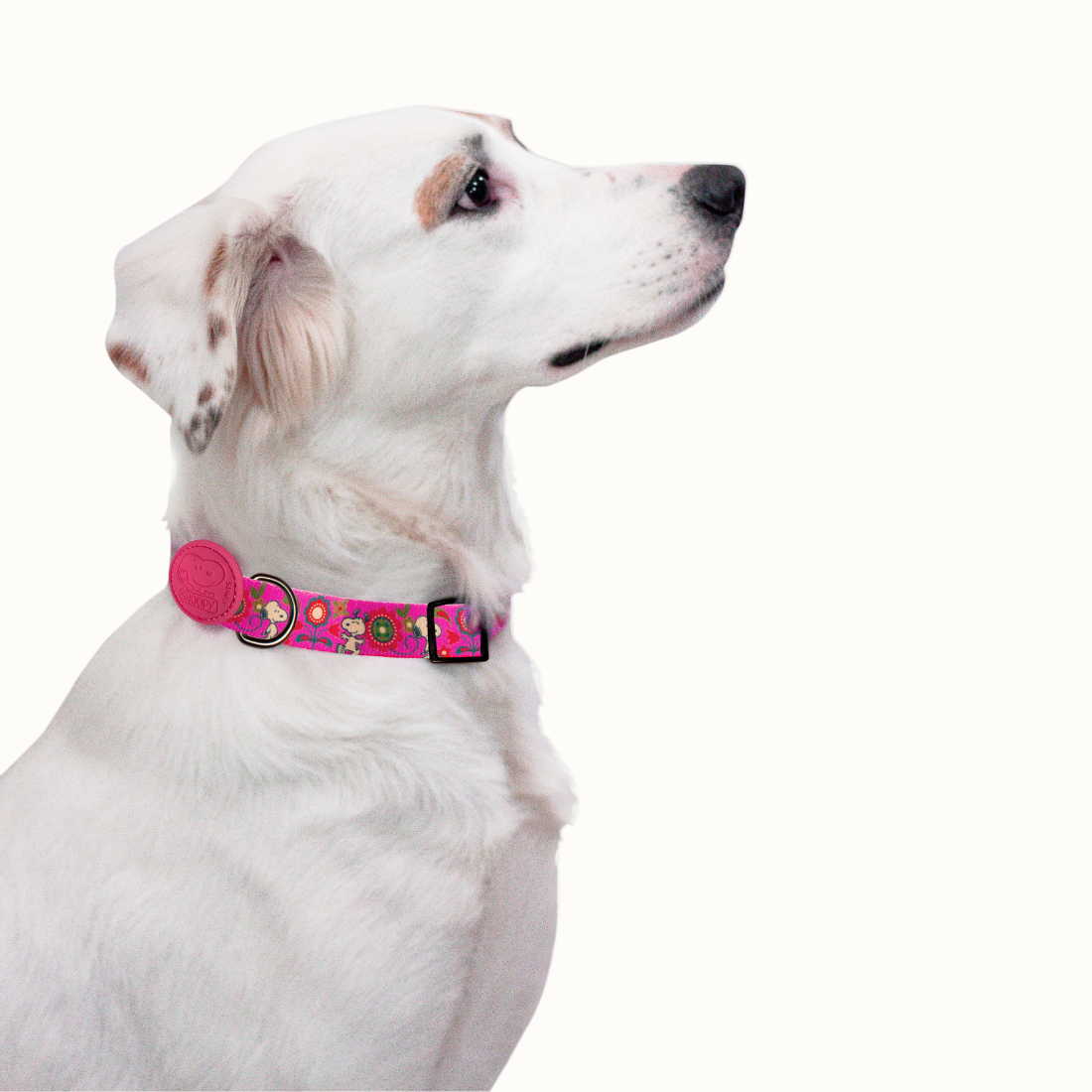 Coleira Zooz, em padrão cor de rosa com flores e figuras do snoopy, em vários tamanhos. Exibido num cão de porte médio, sobre fundo branco.