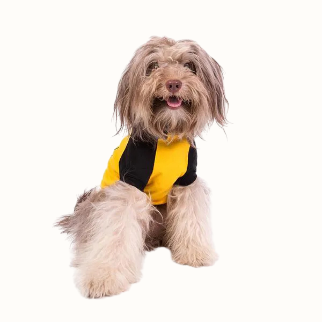 Camisola ZOOZ para cão com design do Snoopy, da cor amarelo, com detalhes pretos. Estampa divertida do personagem a rir. Vista da frente de um cão, sobre fundo branco.