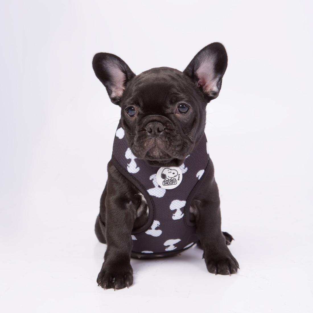Arnês peitoral Zooz, de padrão preto e branco com figuras do snoopy, de vários de tamanhos. Exibido num cão de porte pequeno, sobre fundo branco.