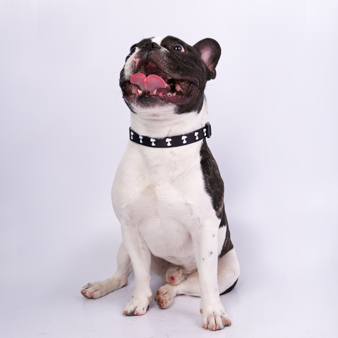 Coleira Zooz, de padrão preto e bege, com detalhes vermelhos e com figuras do snoopy.
Exibido num animal de porte pequeno, sobre fundo branco.