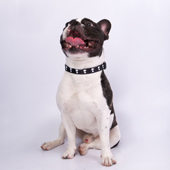 Coleira Zooz, de padrão preto e bege, com detalhes vermelhos e com figuras do snoopy.
Exibido num animal de porte pequeno, sobre fundo branco.