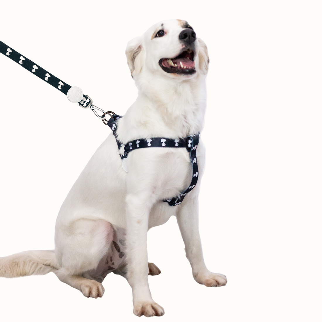 Arnês Zooz, em padrão preto e branco, com figuras do snoopy. Exibido num cão de porte médio-grande, em ambiente exterior.