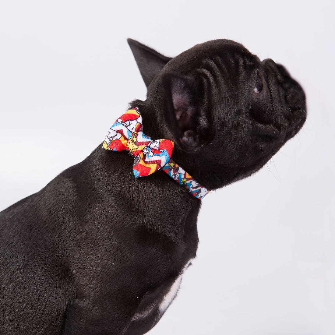 Coleira do Snoopy Zooz para animal, de padrão em zig-zag colorido, com imagens do personagem e um laço do mesmo padrão. Exibida num cão de porte pequeno, sobre fundo branco.