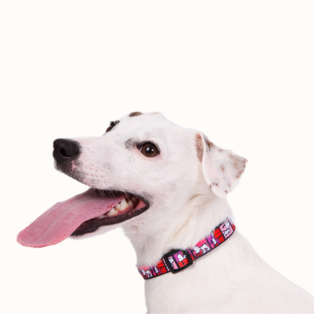 Coleira Zooz, em padrão cor de rosa, roxo e vermelho com figuras do snoopy. Exibido num cão de porte médio, sobre fundo branco.