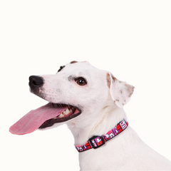 Coleira Zooz, em padrão cor de rosa, roxo e vermelho com figuras do snoopy. Exibido num cão de porte médio, sobre fundo branco.