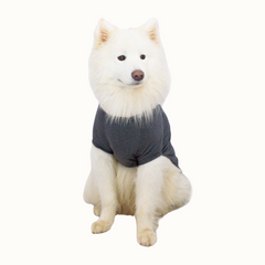 T-shirt Zooz para cão, de cor cinza, com estampa do Snoopy abraçado ao Charlie Brown. Vista da frente de um cão de porte médio, sobre fundo branco.