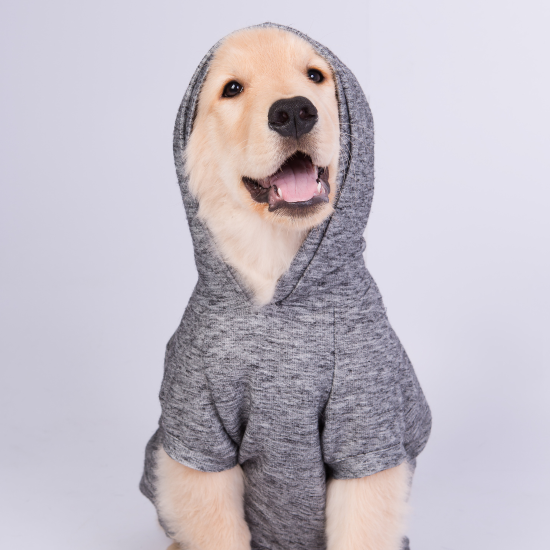 Sweatshirt Zooz para cão em cinza mesclado. Vista da frente de um cão de porte médio-grande, sobre fundo branco.