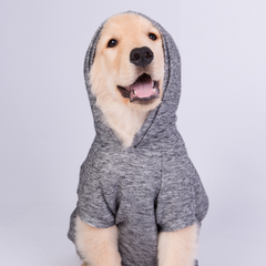 Sweatshirt Zooz para cão em cinza mesclado. Vista da frente de um cão de porte médio-grande, sobre fundo branco.