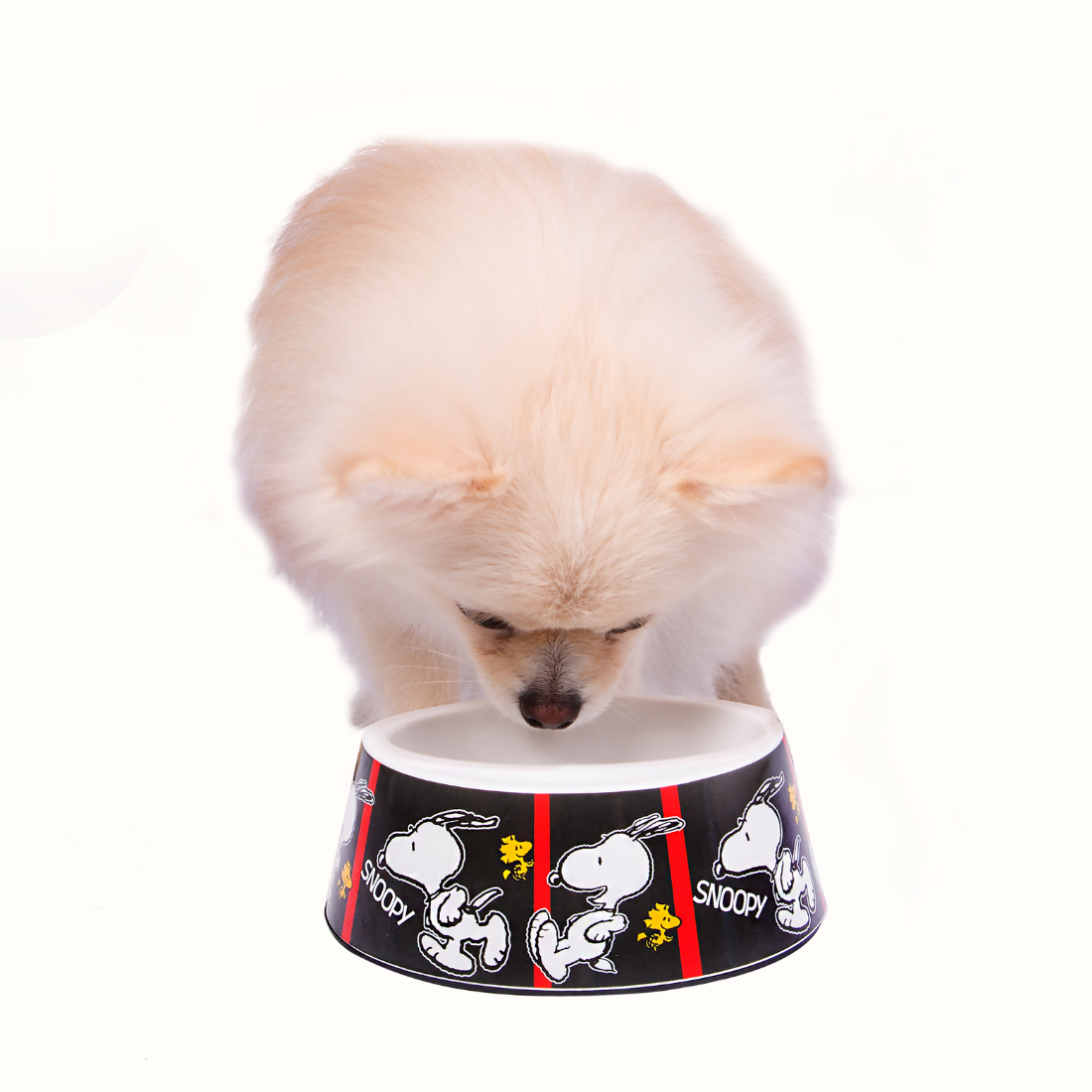Comedouro ZOOZ para animal, em plástico, com design do Snoopy, preto e branco com detalhes vermelho. Vista frontal, exibido num cão, em ambiente exterior.