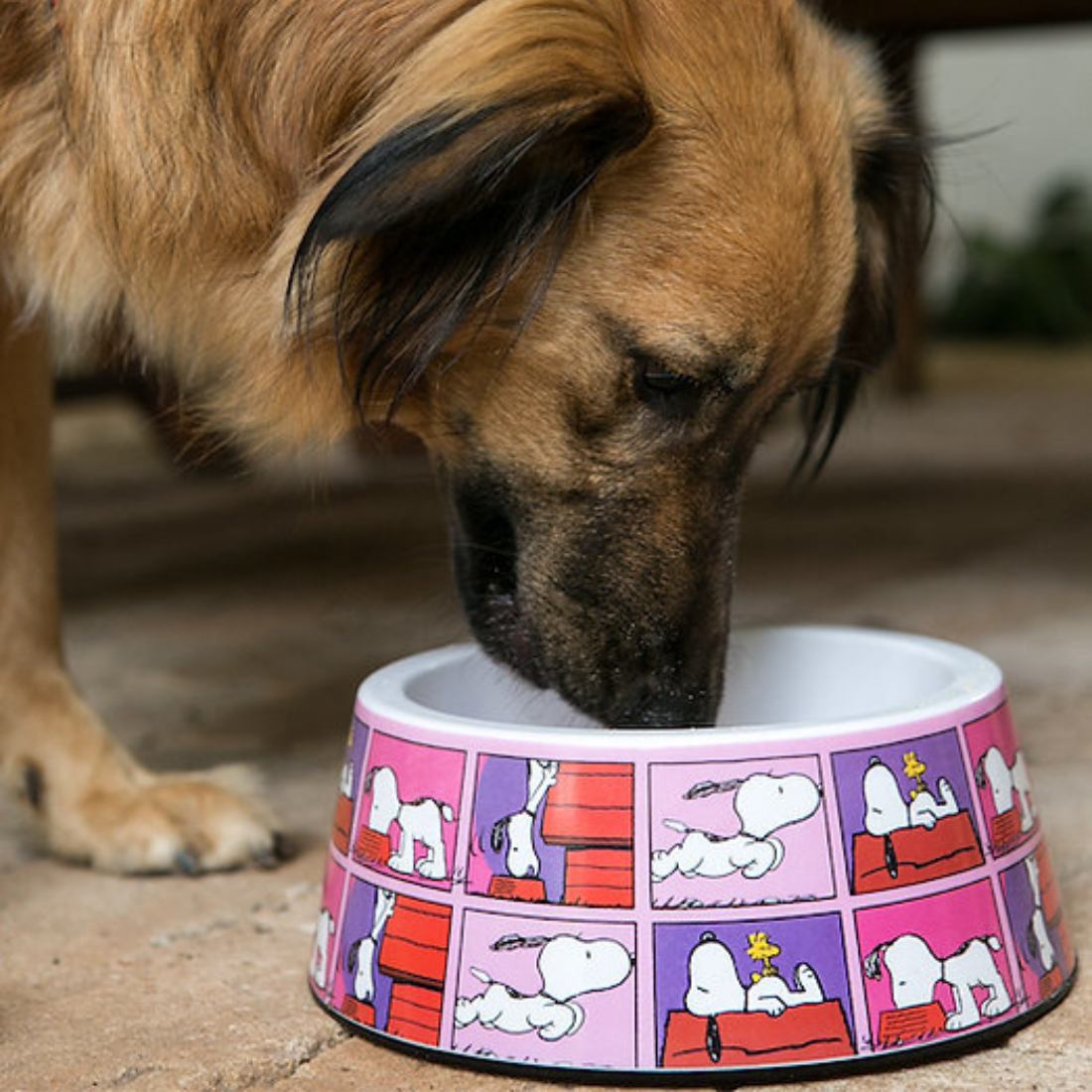 Comedouro ZOOZ para animal, em plástico, com design do Snoopy, cor de rosa, roxo e vermelho. Exibido num cão, em ambiente exterior.