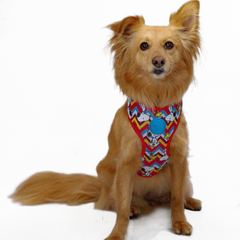 Arnês peitoral Zooz, de cor vermelha, azul, amarela e branca em zig-zag com detalhes do personagem. Exibido num cão e porte pequeno, sobre fundo branco.