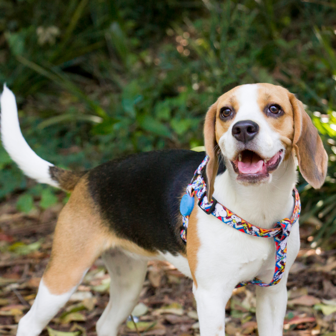 Arneses Snoopy Zooz Pets: Conforto e segurança para seu animal de estimação. Segurança e mobilidade. Compre já!