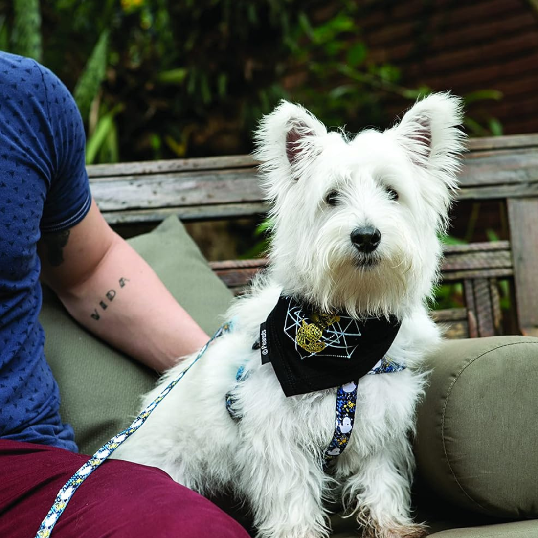 Bandana Zooz, cor preta, com desenho do Snoopy em dourado e com triângulos unidos de fundo. Exibido num cão de porte pequeno-médio, em ambiente exterior.