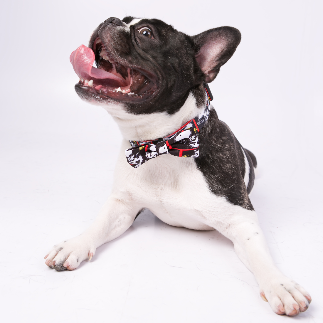 Coleira do Snoopy Zooz para animal, de padrão preto e branco, com detalhes vermelhos, imagens do personagem e um laço do mesmo padrão. Exibido num cão de porqte pequeno, de vários tamanhos, sobre fundo branco.
