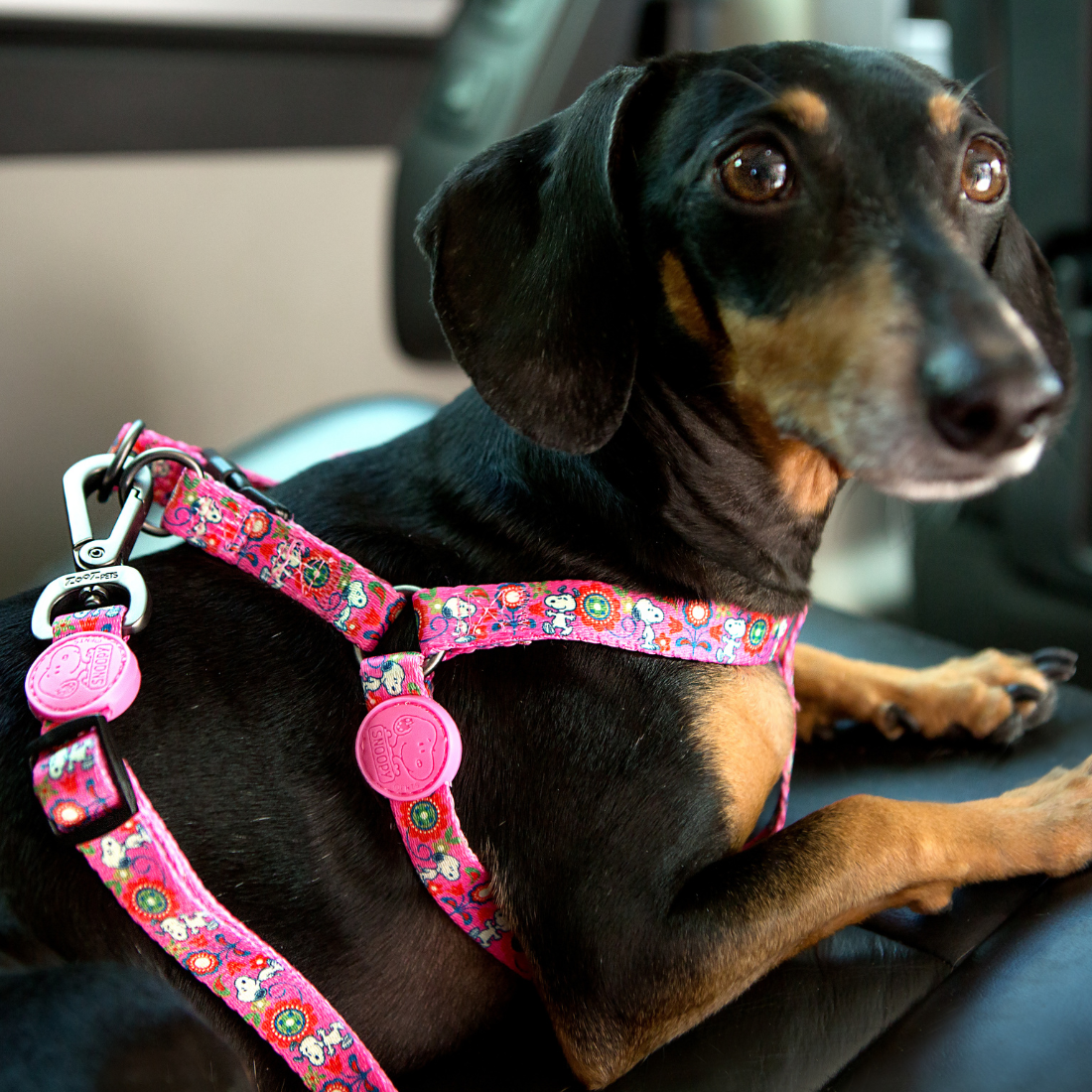 Cinto de segurança Zooz para cão, com padrão em cor de rosa floral do Snoopy. Demonstrado em uso por um cão de porte pequeno-médio, exibido em ambiente exterior.