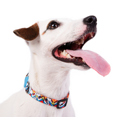 Coleira Zooz, em padrão azul laranja, vermelho e branco em zig-zag. Exibido num cão de porte médio, sobre fundo branco.