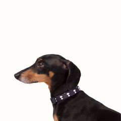 Coleira Zooz, de padrão  preto e bege, com detalhes vermelhos e com figuras do snoopy. 
Exibido num animal de porte pequeno, sobre fundo branco. 