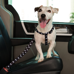 Cinto de segurança Zooz para cão, com padrão em preto e branco do Snoopy. Demonstrado em uso por um cão de porte pequeno-médio, exibido em ambiente exterior. 