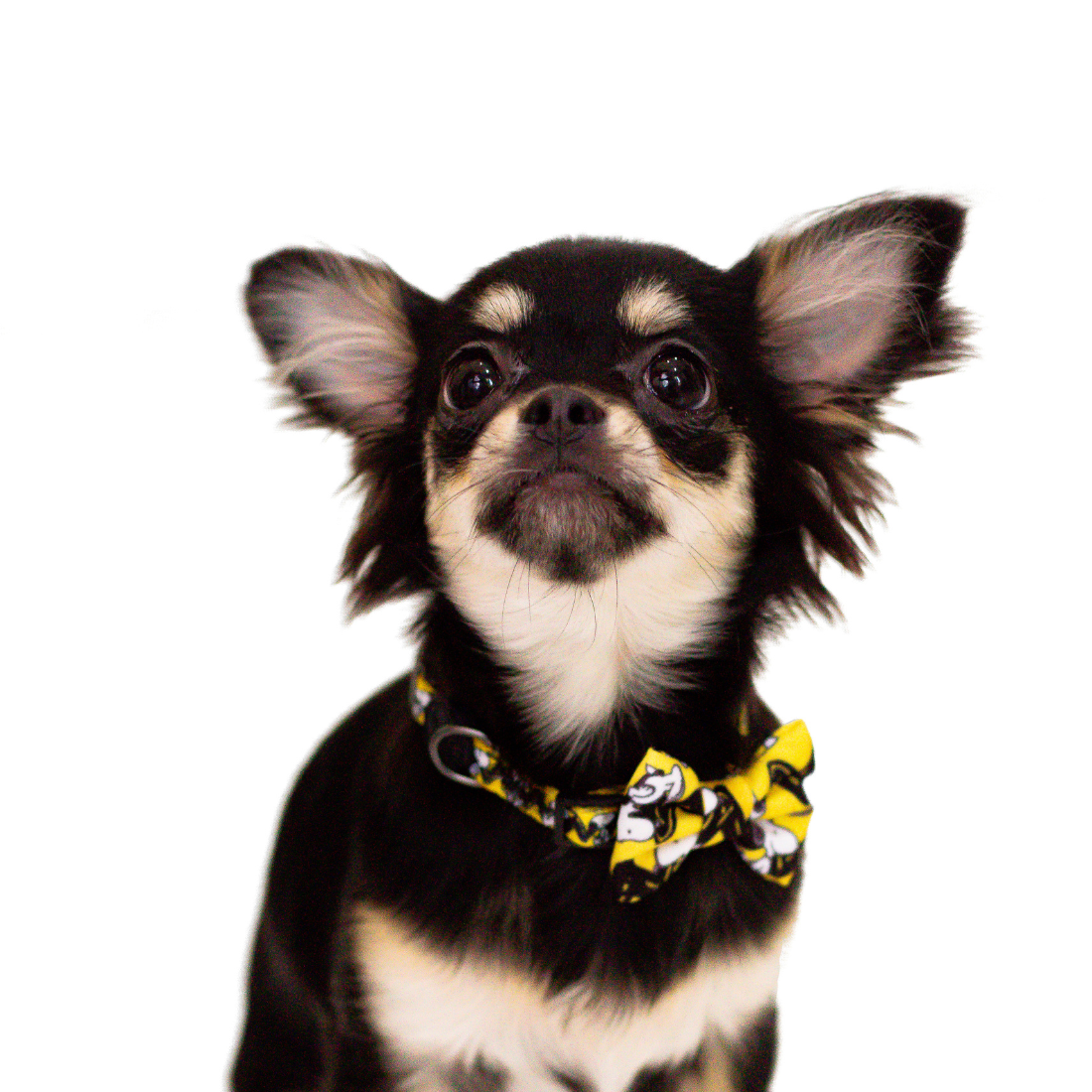 Coleira do Snoopy Zooz para animal, de padrão amarelo, preto e branco, com imagens do personagem e um laço do mesmo padrão. Exibido num cão de porte pequeno, de vários tamanhos, sobre fundo branco