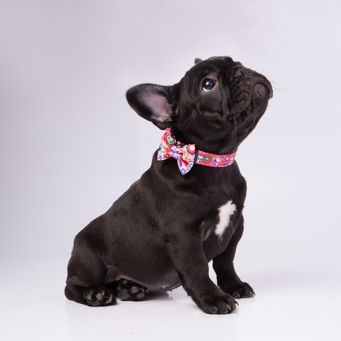 Coleira do Snoopy Zooz para animal, de padrão cor de rosa, vermelho e roxo, com imagens do personagem e um laço do mesmo padrão. Exibido num cão de porte pequeno, de vários tamanhos, sobre fundo branco.